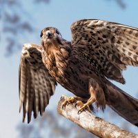 Пустельга :: SanSan 