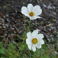 Белая космея. :: сергей ермошкин