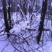 После снегопада :: Людмила Смородинская
