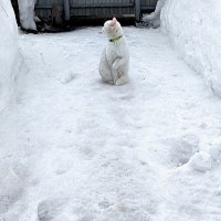 - Ну, и где эта весна... :: Елена - Ну, и где эта весна... :: Елена