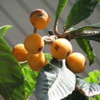 Плоды Барселоны. :: Владимир Драгунский