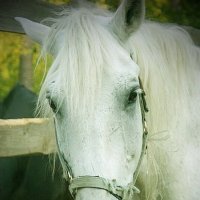 Портрет :: Галина Нестратова