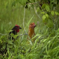 Сплетники :: Олег Денисов
