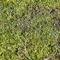 Зелёнка :: Юрий Гайворонскiий