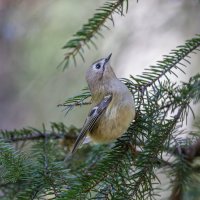 желтоголовый королек :: юрий макаров