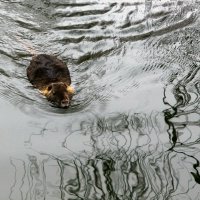 Утренние водные процедуры :: Юрий. Шмаков