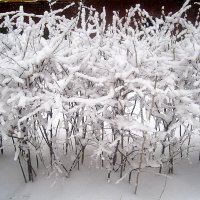 Вчера была зима :: Елена Семигина