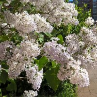 А весна все равно придет! :: Елена Семигина