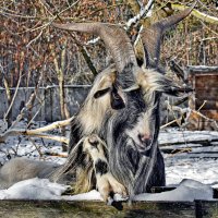 Кокетка :: Alexandеr P