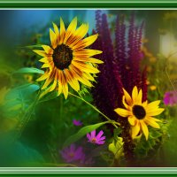 ПОДСОЛНУШКИ :: Владимир Кроливец