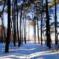 Февраль, побережье Балтийского моря, Калининградская область :: Рита Симонова