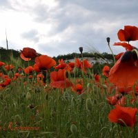 Природа Крыма :: Изумительная Космея