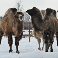 Корабли пустыни :: PRP 