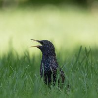 Солист :: Игорь Шевченко