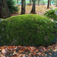 Красивый валун в зелёном одеянии. :: Лилия *