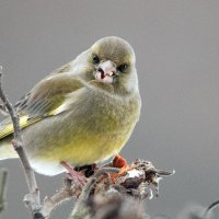 Зеленушка :: Владимир Безбородов