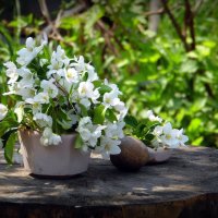 Когда яблони цвели. :: nadyasilyuk Вознюк