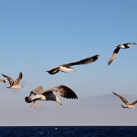 Чайки Алушты...(2) :: Александр Герасенков