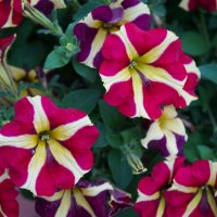 Петунии :: Алёна Савина