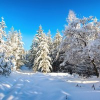 После снегопада :: Vladimbormotov 