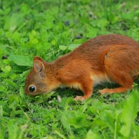 поиск... схрона :: Andrey Bragin 