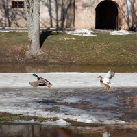 Природа оживает. :: Геннадий Порохов