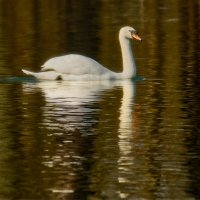 На пруду ... :: Jakob Dick