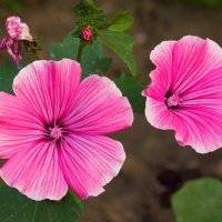 Лаватера - один из излюбленных летников. Сем-во Мальвовые :: Николай Зиновьев