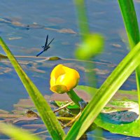 стрекоза :: shasha1950 