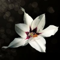 Ацидантера :: Юлия Погодина