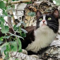 Котэ прилетел (наблюдает за птичками) :: елена беликова