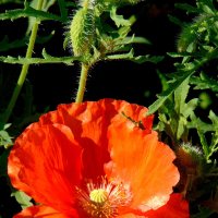 Красный мак. :: nadyasilyuk Вознюк