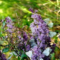 Сирень и бабочки. :: nadyasilyuk Вознюк