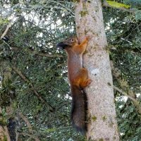 Белка городского парка. :: Милешкин Владимир Алексеевич 