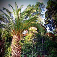 Сады Барселоны. :: Владимир Драгунский