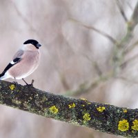 *** :: Владимир Безбородов