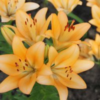 ЛИЛИИ ЦВЕТУТ В ЛЕТНЕМ САДУ :: Валентина 