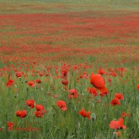 Природа Крыма :: Изумительная Космея