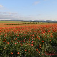 Природа Крыма :: Изумительная Космея