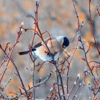 Снегарка на ирге ! :: Елена Хайдукова  ( Elena Fly )