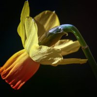 принц :: Андроник Александр 