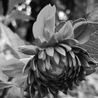 Георгин :: светлана льдокова