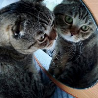 О,ты кто? :: светлана льдокова О,ты кто? :: светлана льдокова