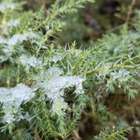 Иголки :: Михаил Волобуев