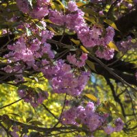 Цветение Сакуры :: Валентин Семчишин