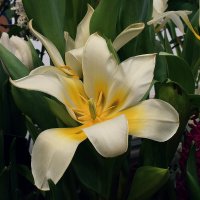 Душа нараспашку, в белой рубашке. :: Татьяна Помогалова