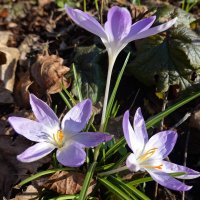 Крошка Крокус!... :: Галина 