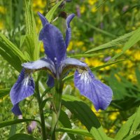 Ирис :: Freddy 97