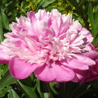 Пион :: Freddy 97