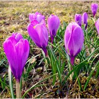 Крокусы - первенцы Весны! :: Лия ☼